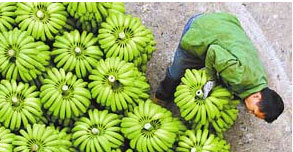 喜迎惠州香蕉种植户到访